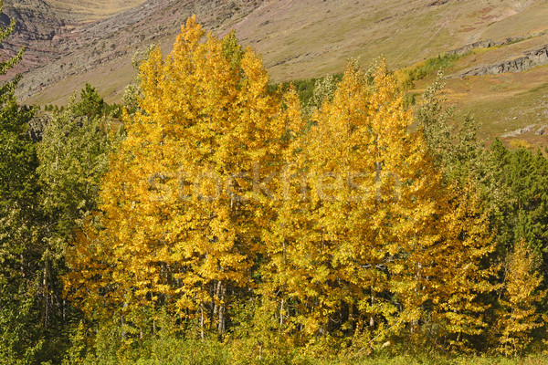 Couleurs d'automne montagnes glacier parc Montana paysage [[stock_photo]] © wildnerdpix