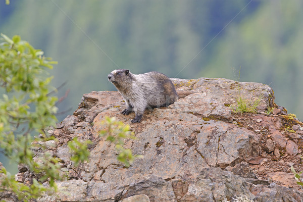 Hoary Marmot on a Mountain Outcrop Stock photo © wildnerdpix