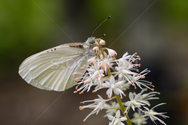 Lazur Motyl dziki kwiat dymny góry Tennessee Zdjęcia stock © wildnerdpix