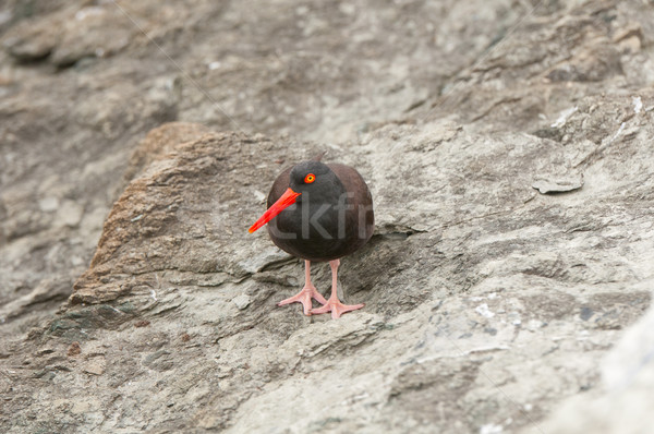 Coastal Bird on Bare Rock Stock photo © wildnerdpix