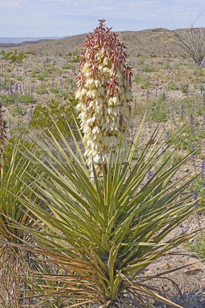 Torrey Yucca in Bloom in the Desert Stock photo © wildnerdpix