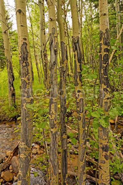 Unique Tree Bark Patterns int he Mountains Stock photo © wildnerdpix