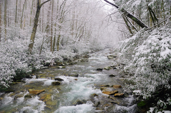 Spring snow in the smokies Stock photo © wildnerdpix