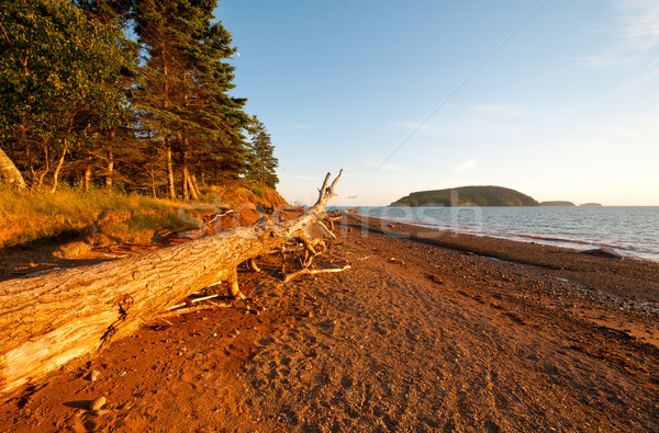 Coastal Log at Sunset Stock photo © wildnerdpix