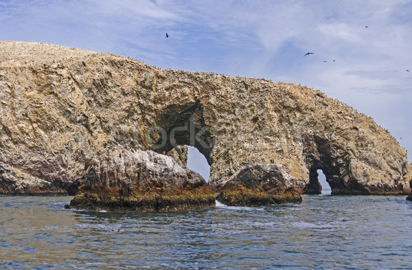 Bird Nesting on a Coastal Island Stock photo © wildnerdpix