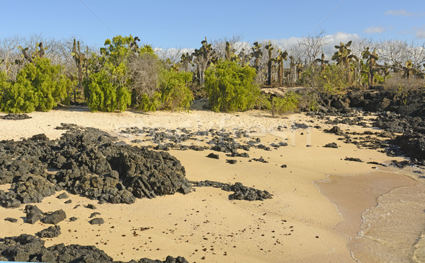 Ungewöhnliche Vegetation tropischen Strand Insel Strand Stock foto © wildnerdpix