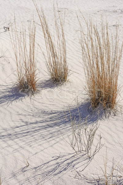 Deserto sombras branco Novo México natureza areia Foto stock © wildnerdpix