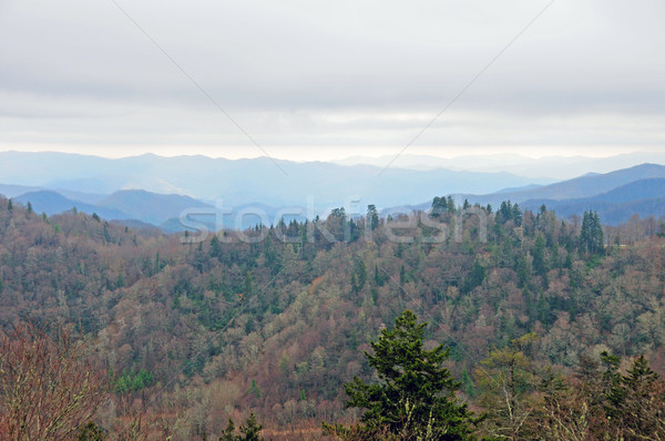 A misty day in the mountains Stock photo © wildnerdpix