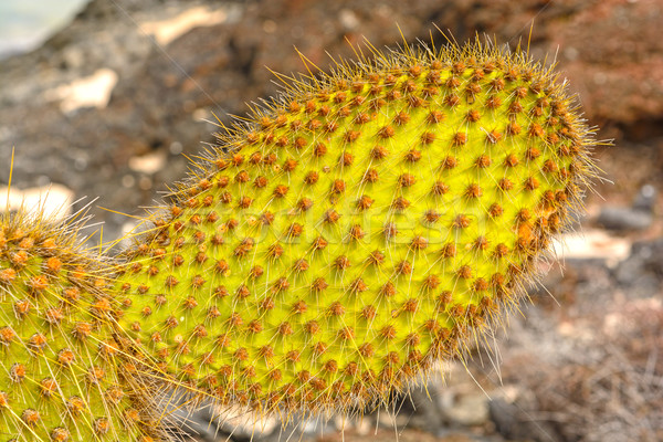 Close up of a Galapagos Cactus Stock photo © wildnerdpix