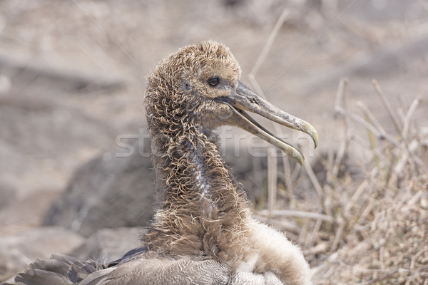 Baby Galapagos Albatross Stock photo © wildnerdpix