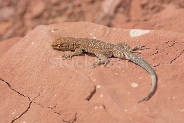 Common Side-Blotched Lizard in the Desert Stock photo © wildnerdpix