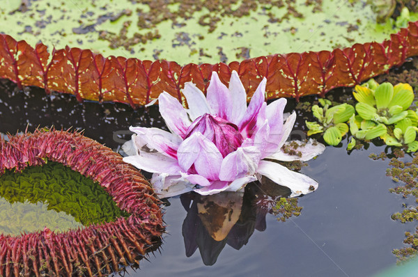 Giant Water Lily and its lily pad Stock photo © wildnerdpix