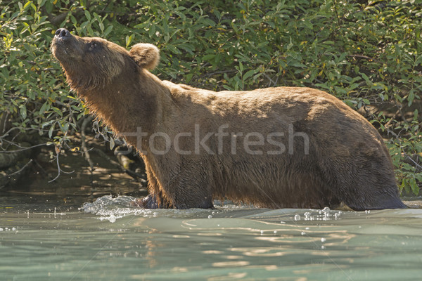 Grizzly medve levegő part félhold tó park Stock fotó © wildnerdpix