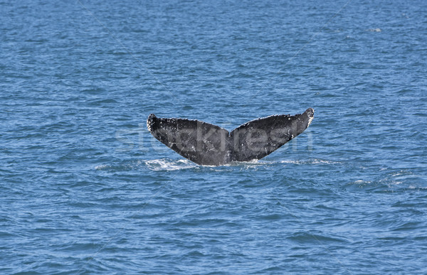 кит способом вниз парка Аляска острове Сток-фото © wildnerdpix