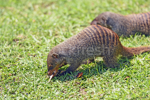 Banded Mongoose in Africa Stock photo © wildnerdpix