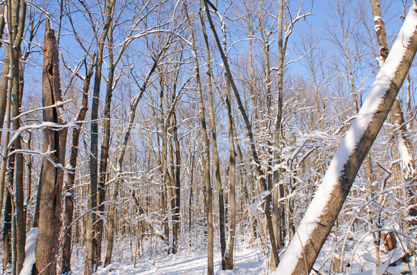 Fresco neve floresta árvores sonolento oco Foto stock © wildnerdpix