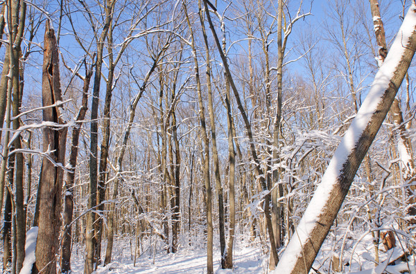 Foto stock: Frescos · nieve · forestales · árboles · soñoliento · hueco