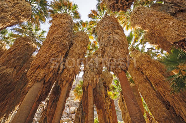 Deserto palme nascosto oasi fan parco Foto d'archivio © wildnerdpix