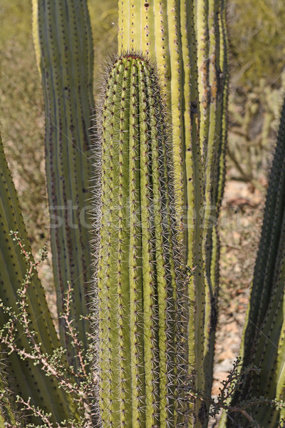 Close up of Organ Pipe Cactus Stock photo © wildnerdpix