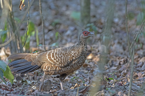Kalij Pheasant in the Forest Stock photo © wildnerdpix
