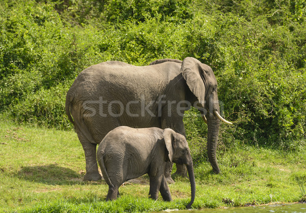 Mother and Baby Elephant along a River Stock photo © wildnerdpix