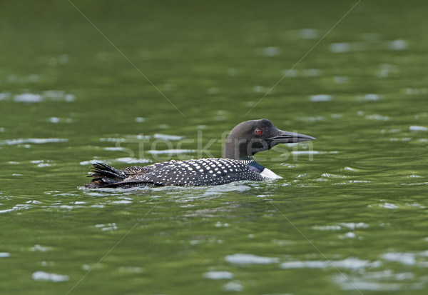 Common Loon on a North Woods Lake Stock photo © wildnerdpix