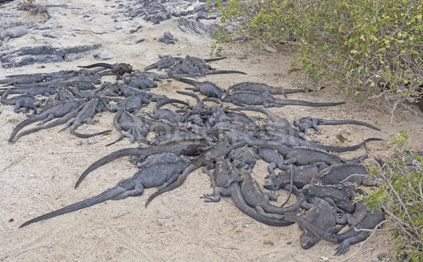 Marine Iguanas resting on Shore Stock photo © wildnerdpix