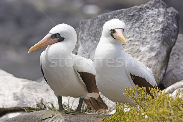 Nazca Boobies sitting on a Rock Stock photo © wildnerdpix