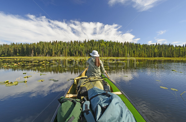 Sunny Day in the Wilderness Stock photo © wildnerdpix