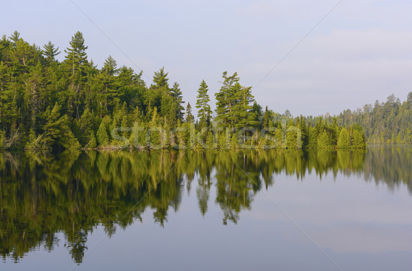 North Wood Pines in Morning Stock photo © wildnerdpix