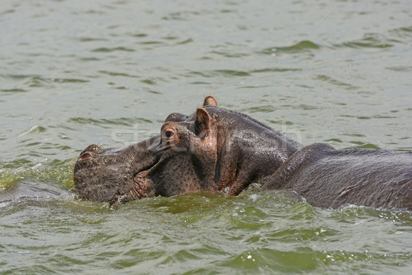 Hippopotamus in the Nile River Stock photo © wildnerdpix