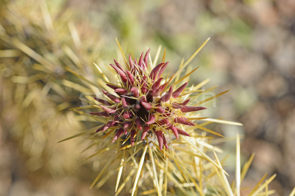Cholla Cactus Blossum in the Spring Stock photo © wildnerdpix