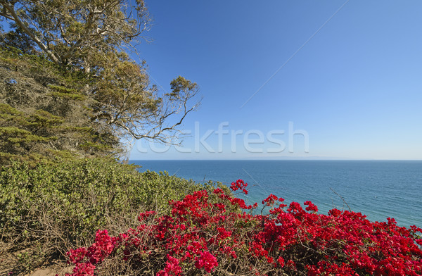 Colorful Flowers on an Ocean Coast Stock photo © wildnerdpix