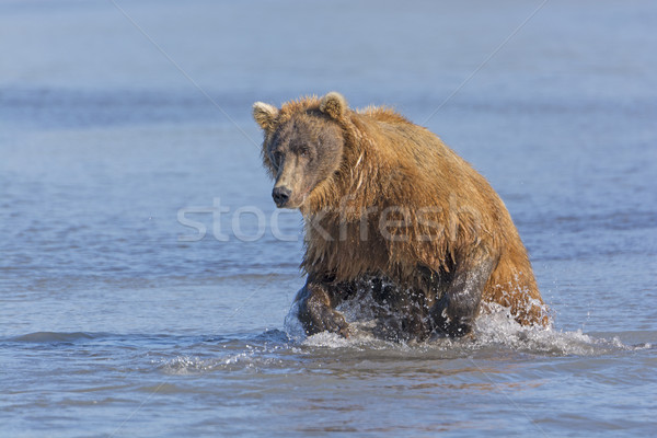 Grizzly Bear about to Pounce on a Fish Stock photo © wildnerdpix