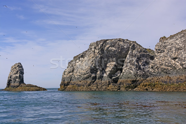 Bird Nesting Island in the Summer Stock photo © wildnerdpix