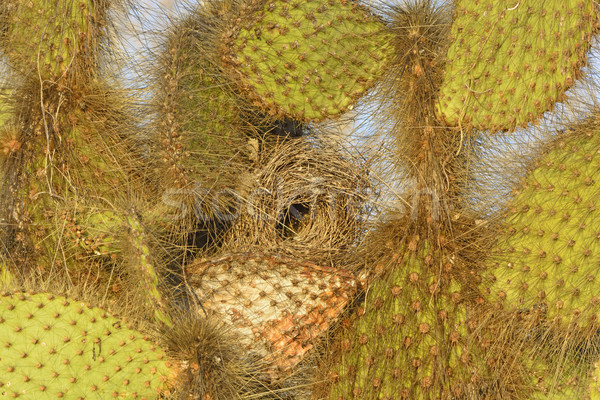 Cactus Finch Nest in a Cactus Stock photo © wildnerdpix