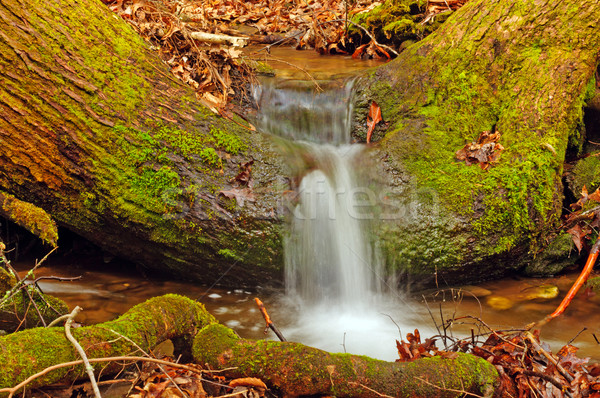 Faible écouter loup crique [[stock_photo]] © wildnerdpix