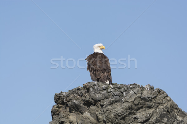 Stock photo: Bald Eagle on a Rocky Island