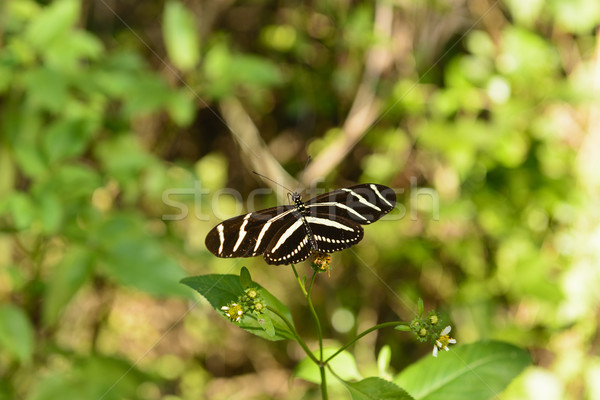 Zebra Longwing Butterfly in a Sub-tropical forest Stock photo © wildnerdpix