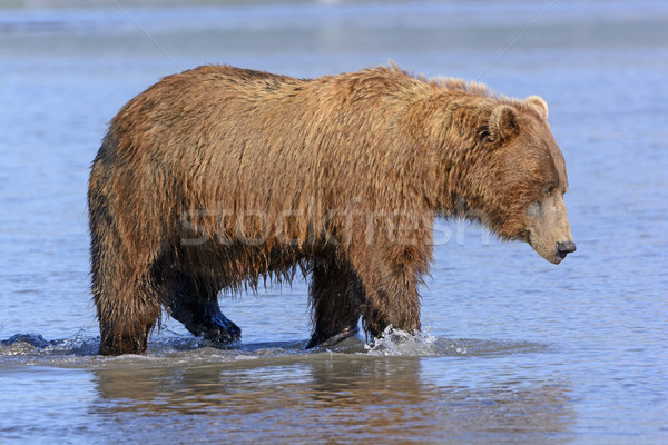 Grizzly on the Prowl in an Estuary Stock photo © wildnerdpix