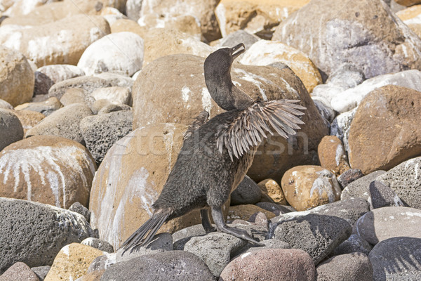 Flightless Cormorant in the Galapagos Islands Stock photo © wildnerdpix