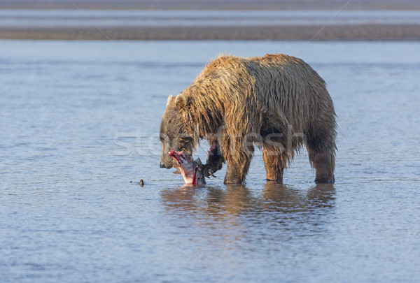 Bear Eating a Salmon it Caught Stock photo © wildnerdpix