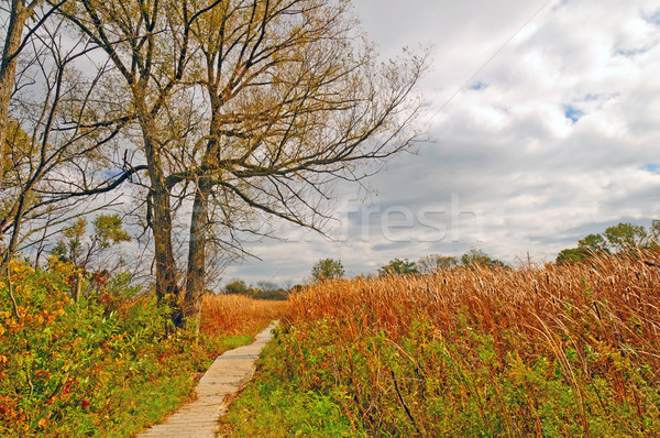 Walkway into a marsh land Stock photo © wildnerdpix