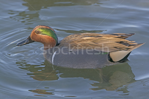 Stock photo: Green-Winged Teal in a Marsh