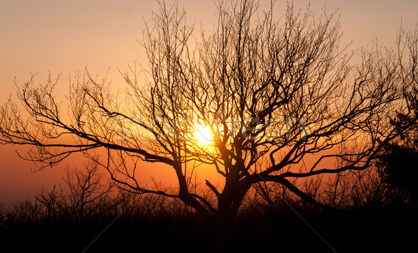 Puesta de sol montana calvo ahumado montanas naturaleza Foto stock © wildnerdpix