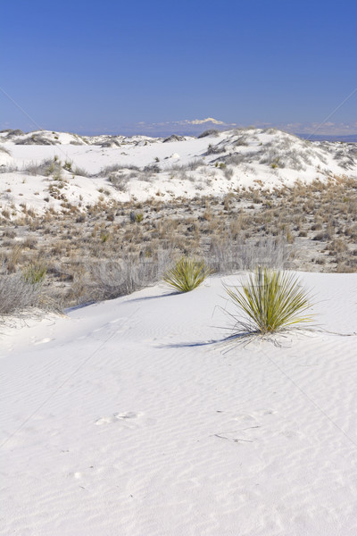 White Sands and Snowy Mountains Stock photo © wildnerdpix