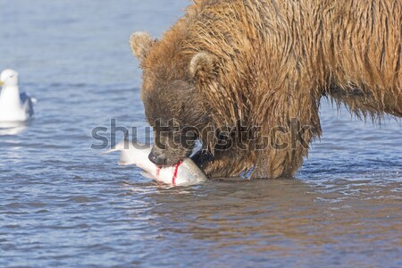 Bear Eating Salmon Stock photo © wildnerdpix