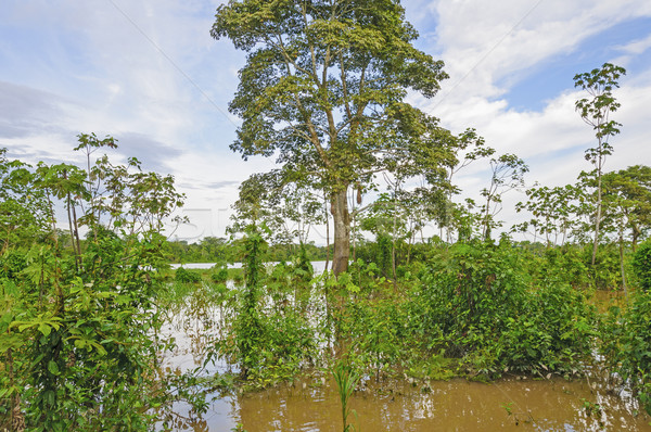 Foto stock: Floresta · alto · água · amazona · árvores · bastante