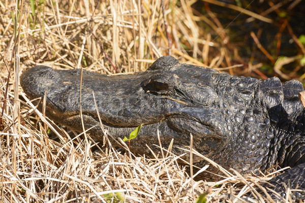 American Alligator in the Everglades Stock photo © wildnerdpix
