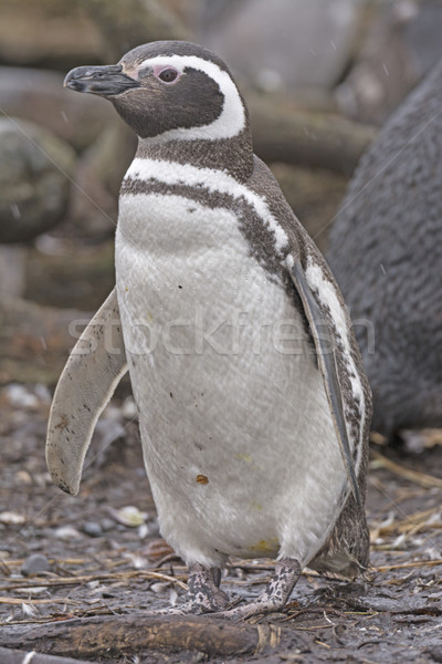 Magellanic Penguin on a Remote Nesting Island Stock photo © wildnerdpix